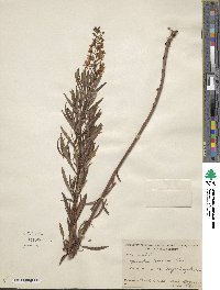 Lysimachia loomisii image