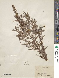 Lysimachia loomisii image