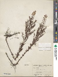 Lysimachia loomisii image