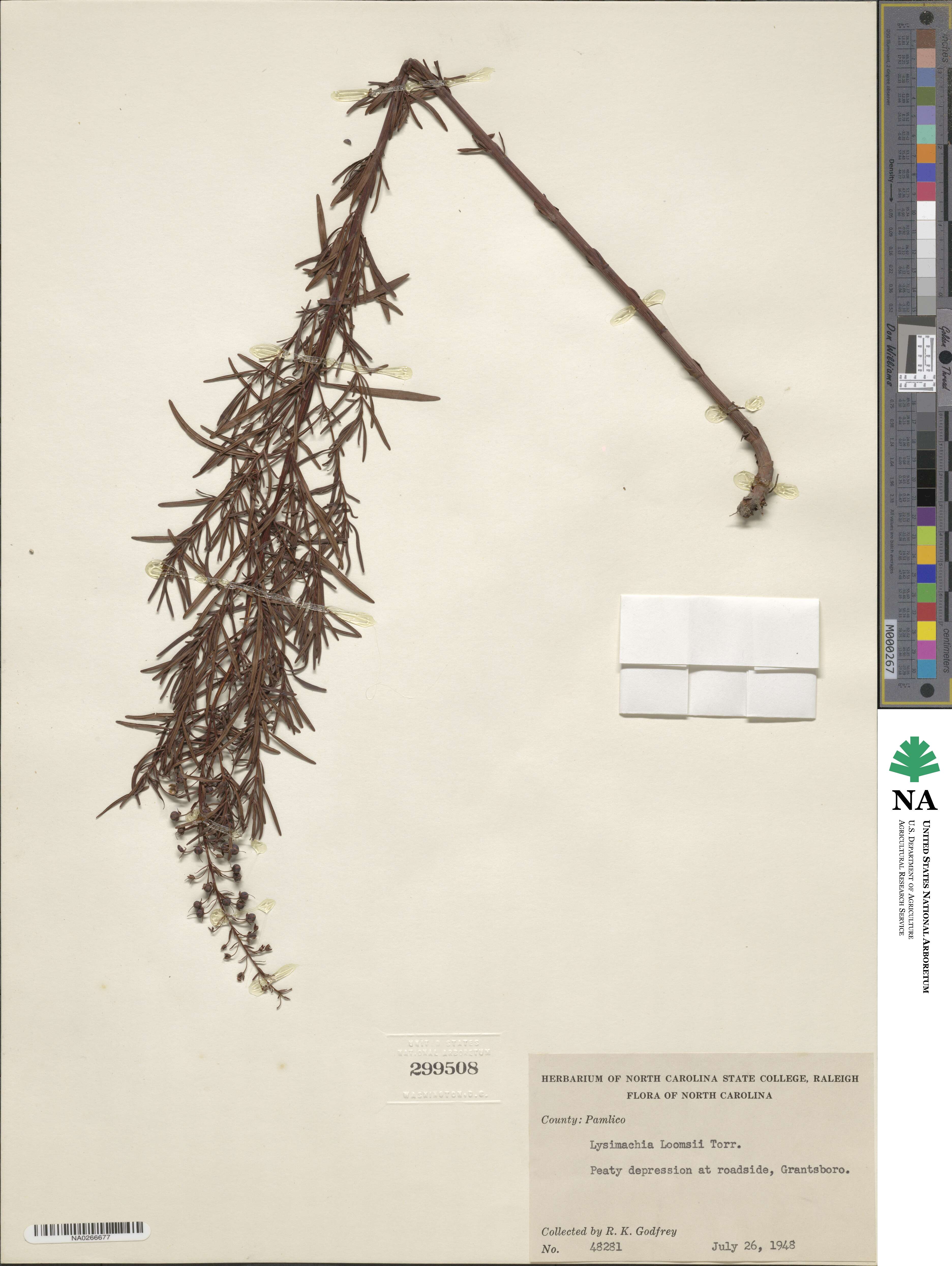Lysimachia loomisii image