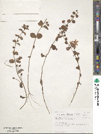 Lysimachia nummularia image