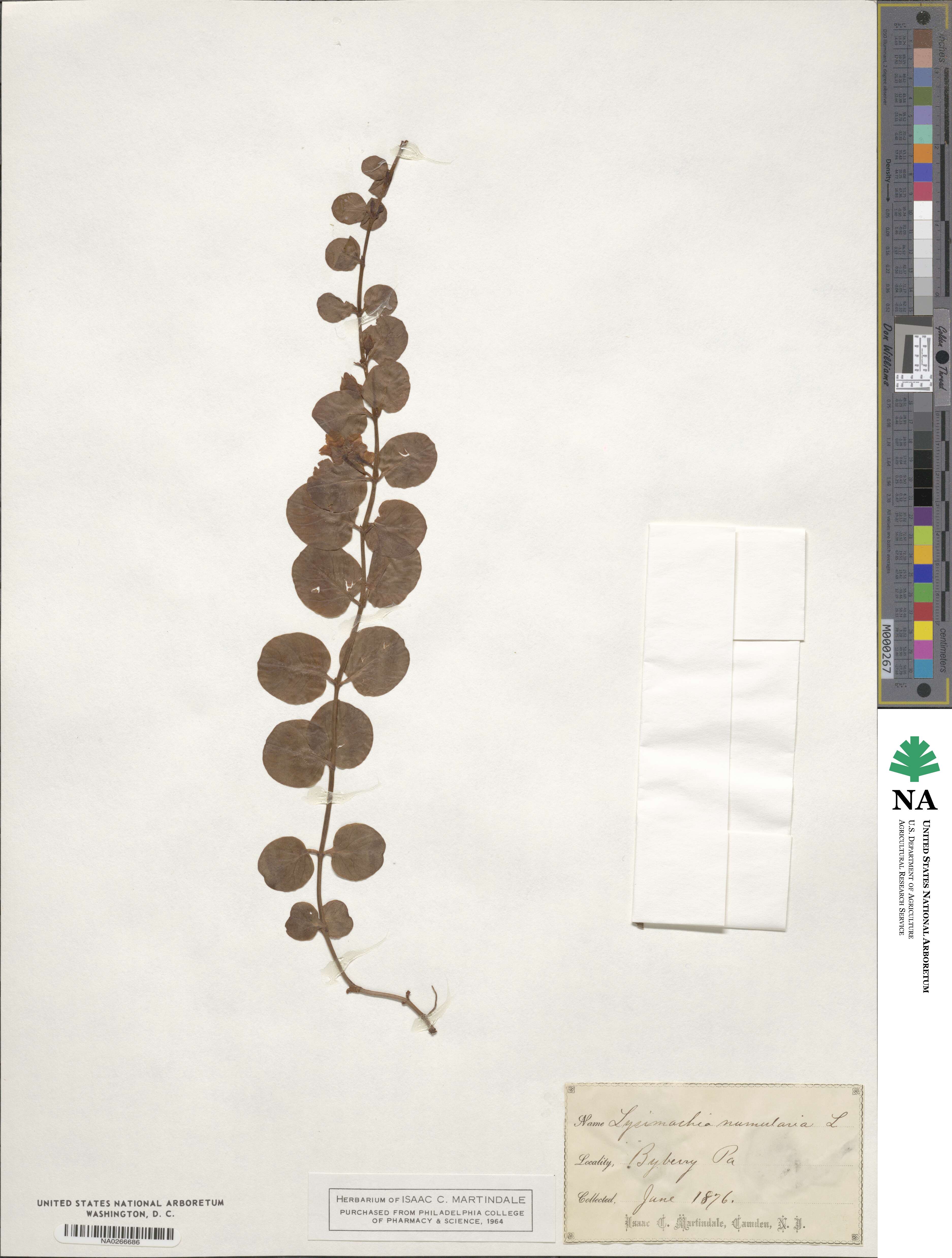 Lysimachia nummularia image