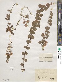 Lysimachia nummularia image