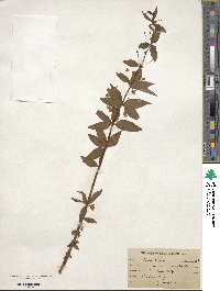 Lysimachia × producta image