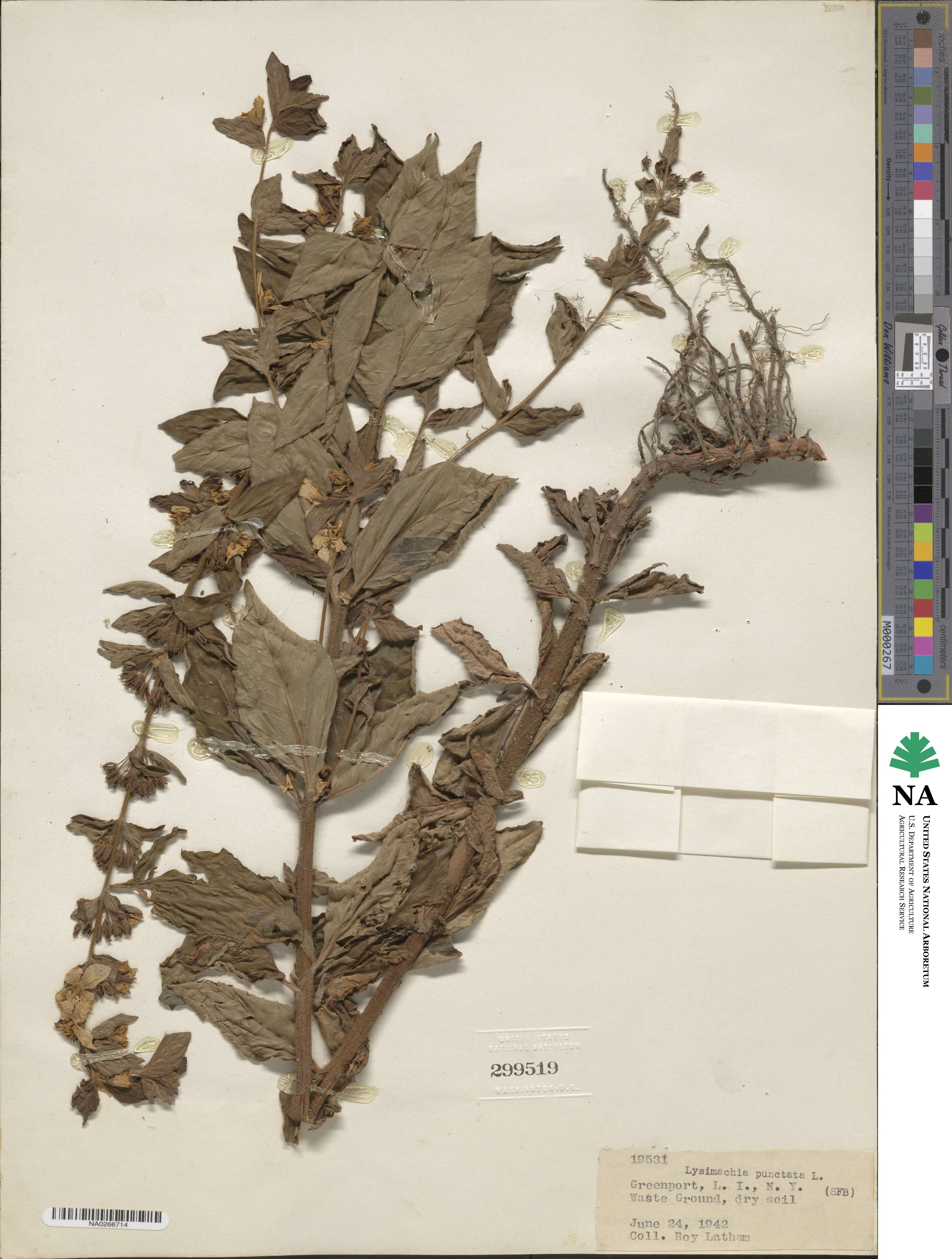 Lysimachia punctata image