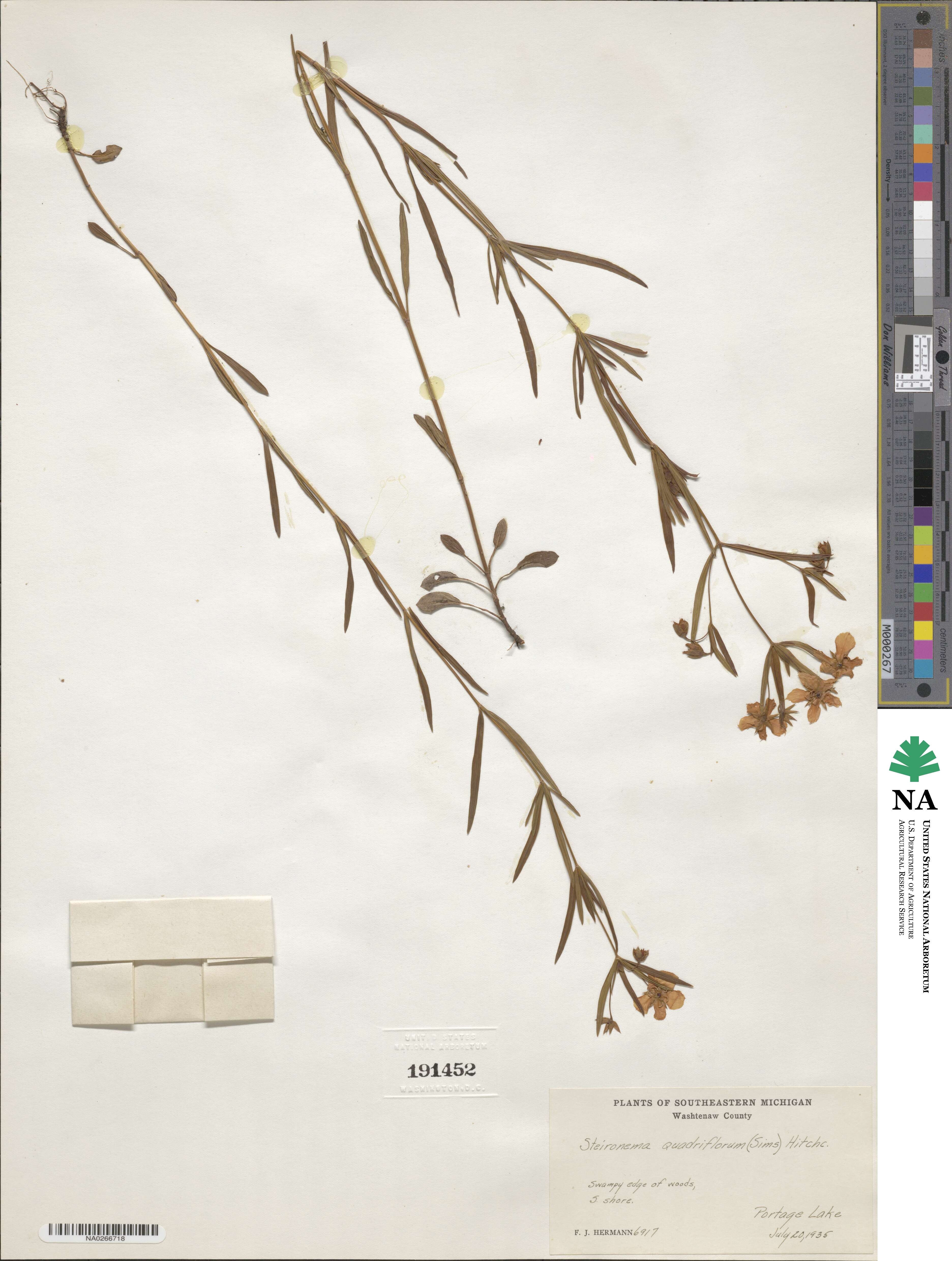 Lysimachia quadriflora image