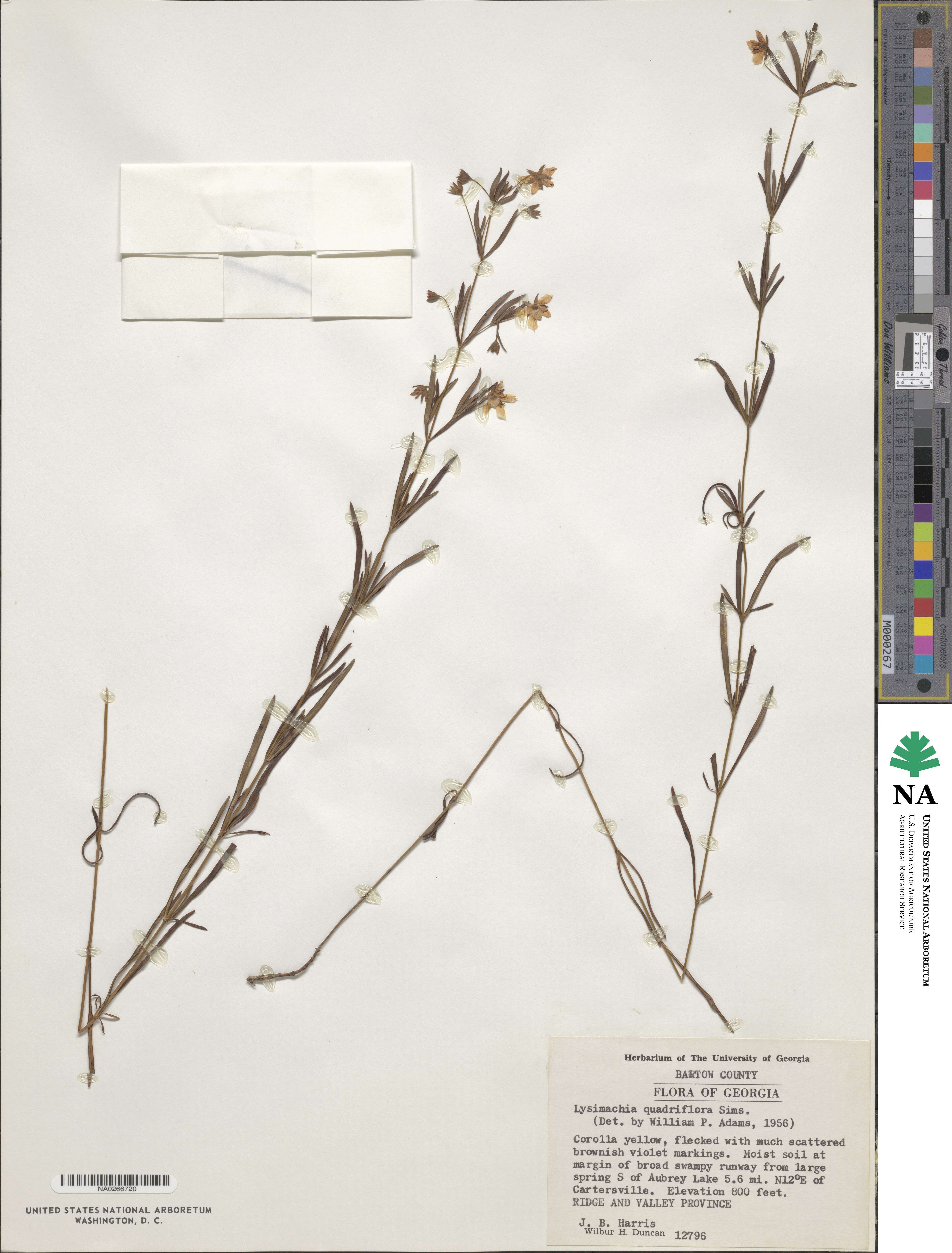 Lysimachia quadriflora image