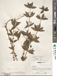 Lysimachia quadrifolia image