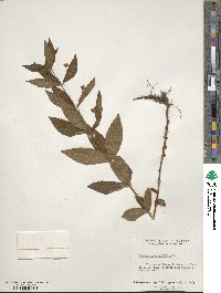 Lysimachia quadrifolia image