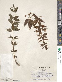 Lysimachia quadrifolia image