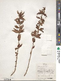 Lysimachia quadrifolia image