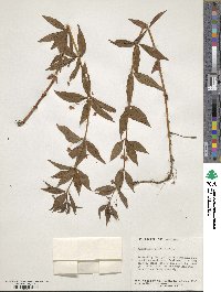 Lysimachia quadrifolia image