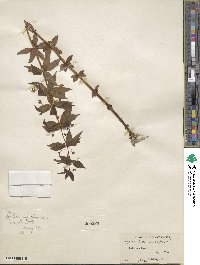 Lysimachia quadrifolia image