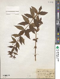 Lysimachia quadrifolia image