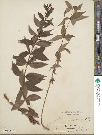 Lysimachia quadrifolia image