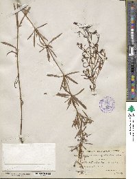 Lysimachia quadrifolia image