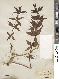 Lysimachia quadrifolia image