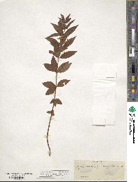 Lysimachia quadrifolia image