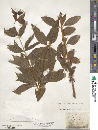 Lysimachia quadrifolia image