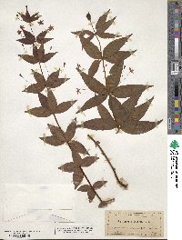 Lysimachia quadrifolia image