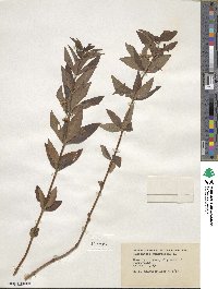 Lysimachia quadrifolia image