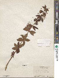 Lysimachia quadrifolia image