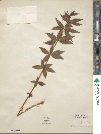 Lysimachia quadrifolia image