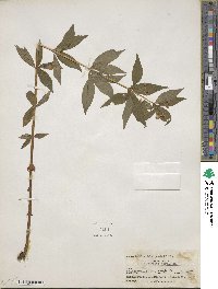 Lysimachia quadrifolia image