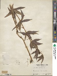 Lysimachia quadrifolia image