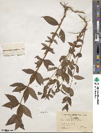 Lysimachia quadrifolia image