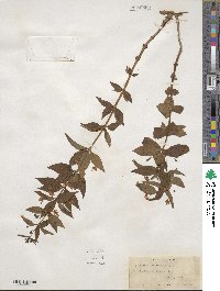 Lysimachia quadrifolia image