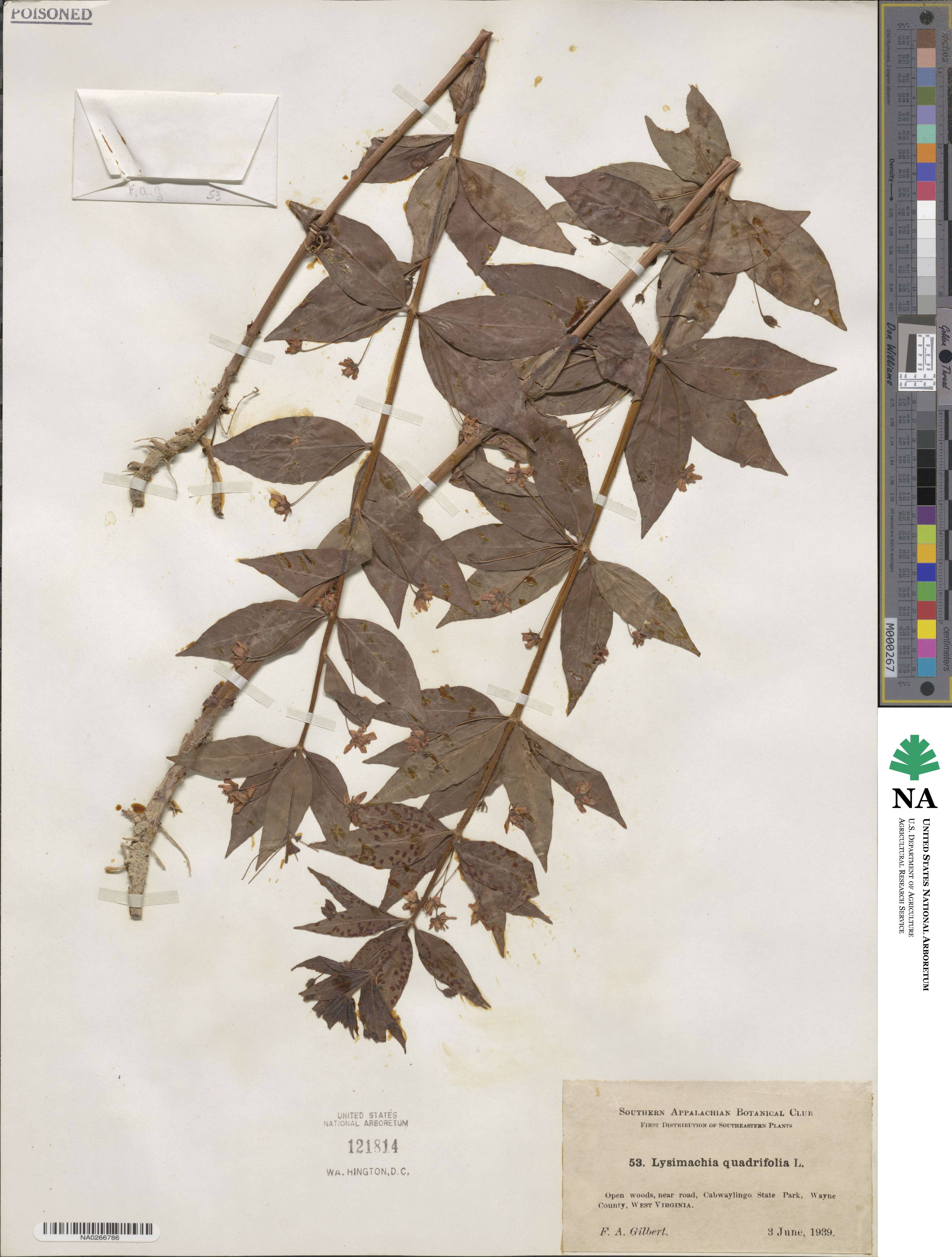 Lysimachia quadrifolia image