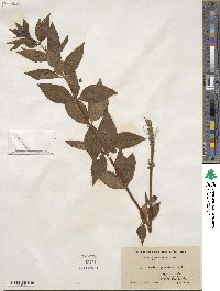 Lysimachia quadrifolia image