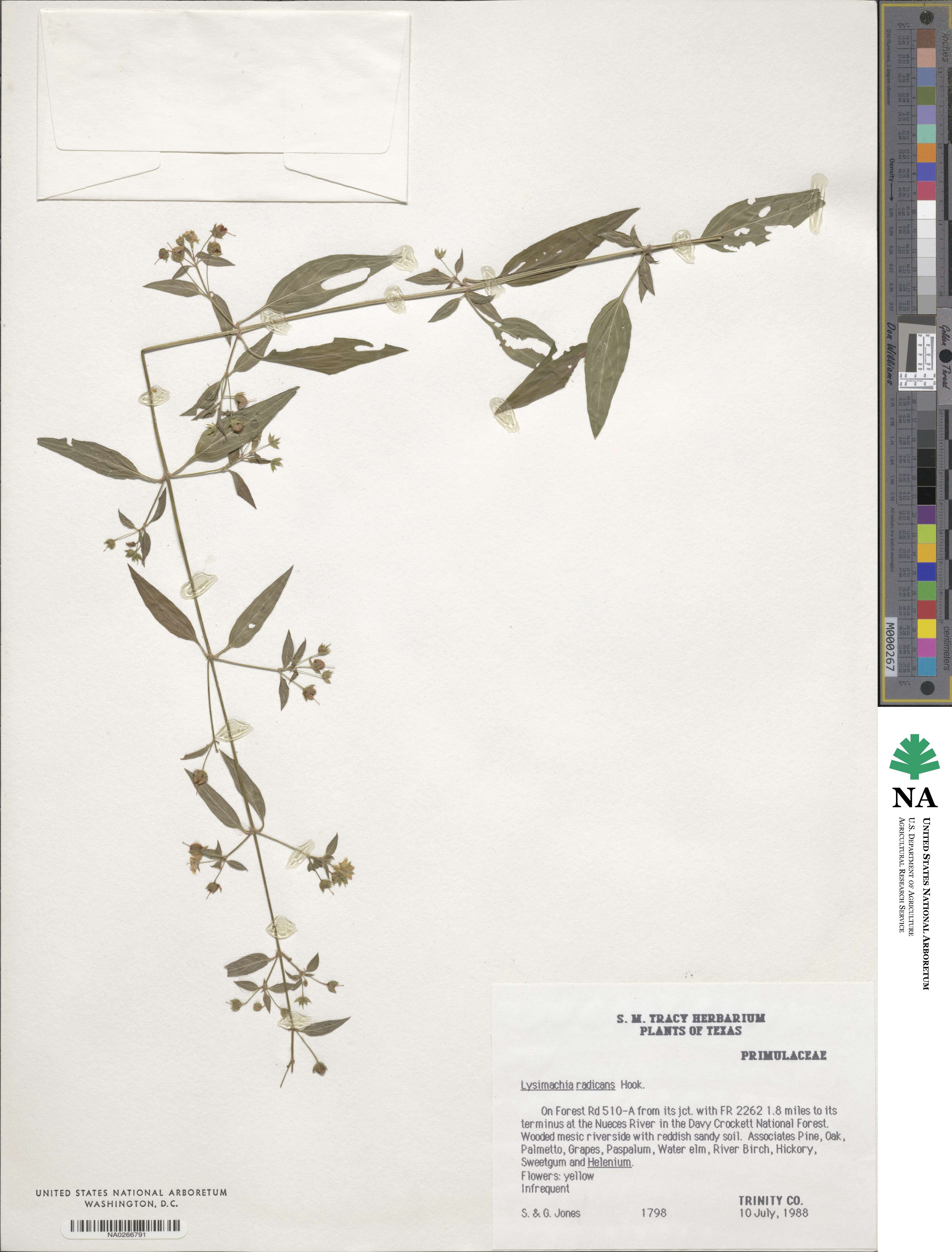 Lysimachia radicans image