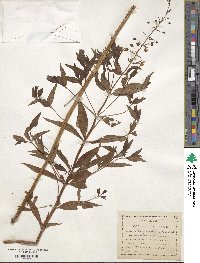 Lysimachia terrestris image