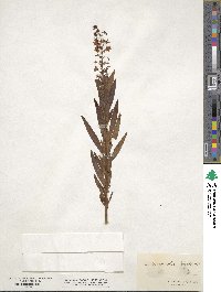 Lysimachia terrestris image