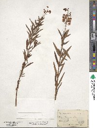 Lysimachia terrestris image