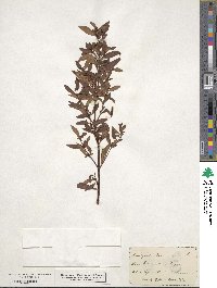 Lysimachia terrestris image