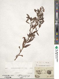 Lysimachia terrestris image