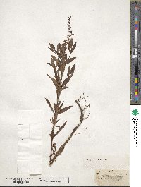 Lysimachia terrestris image