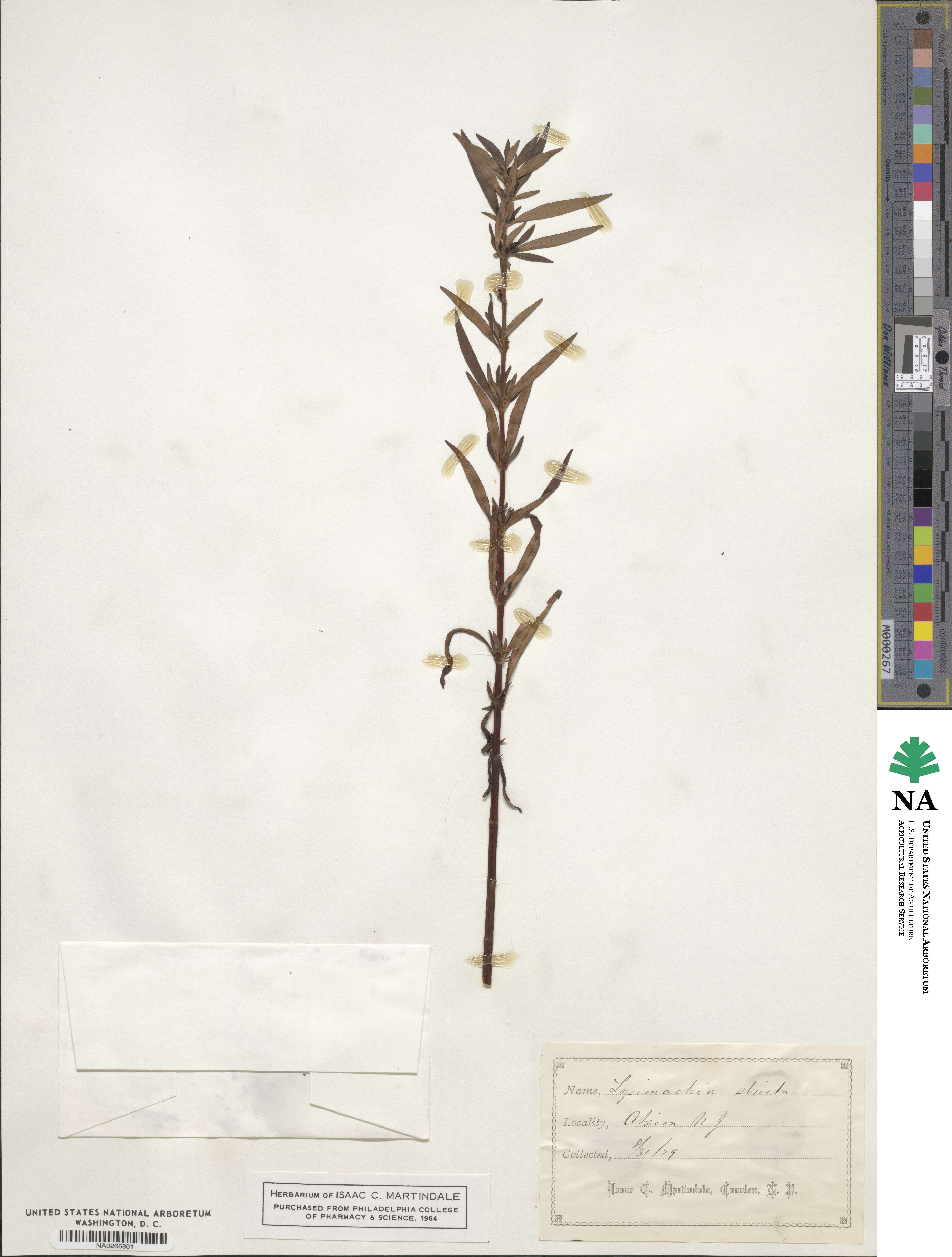 Lysimachia terrestris image