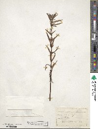 Lysimachia terrestris image