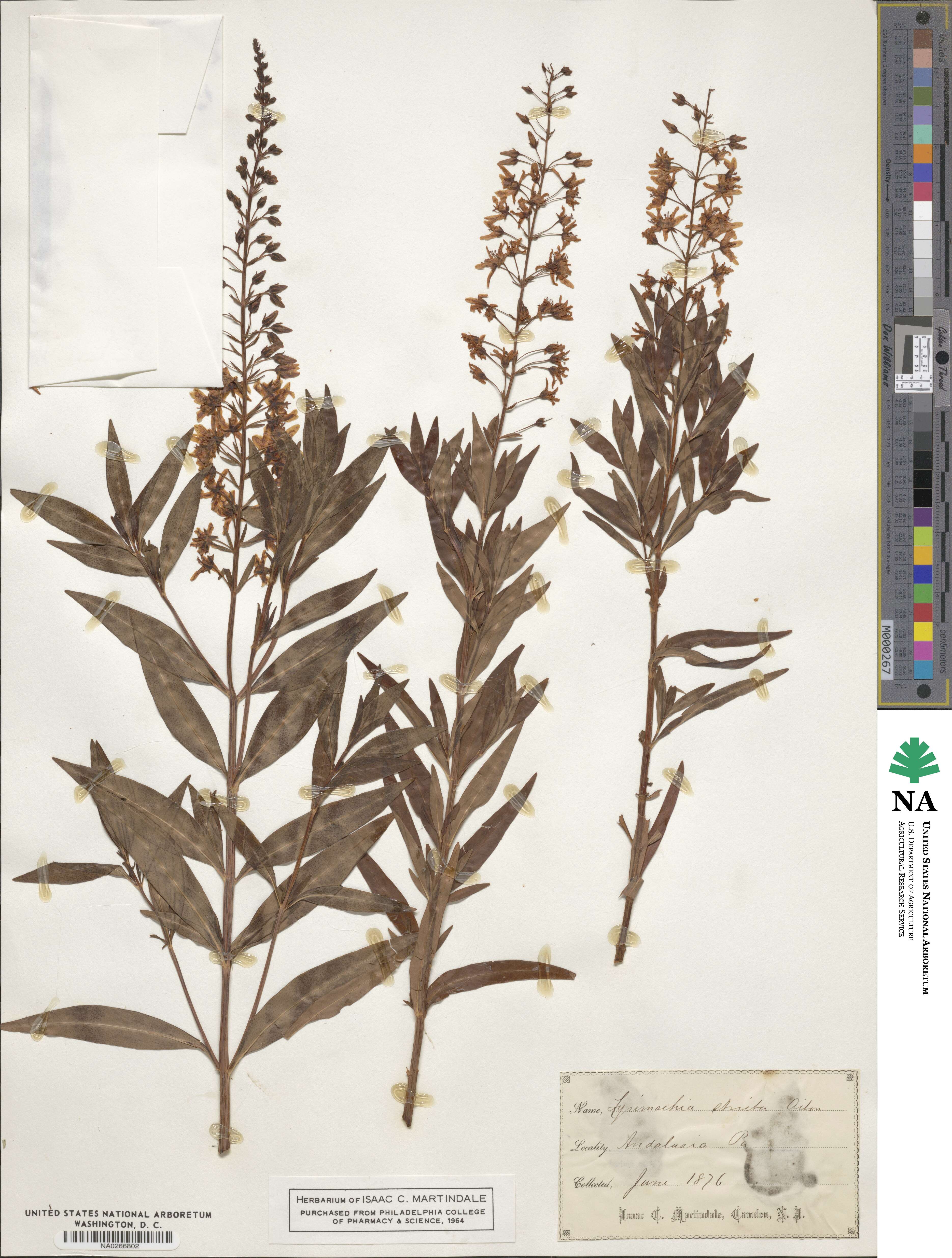 Lysimachia terrestris image