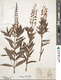 Lysimachia terrestris image