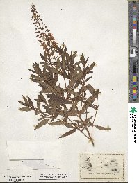 Lysimachia terrestris image