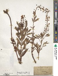 Lysimachia terrestris image