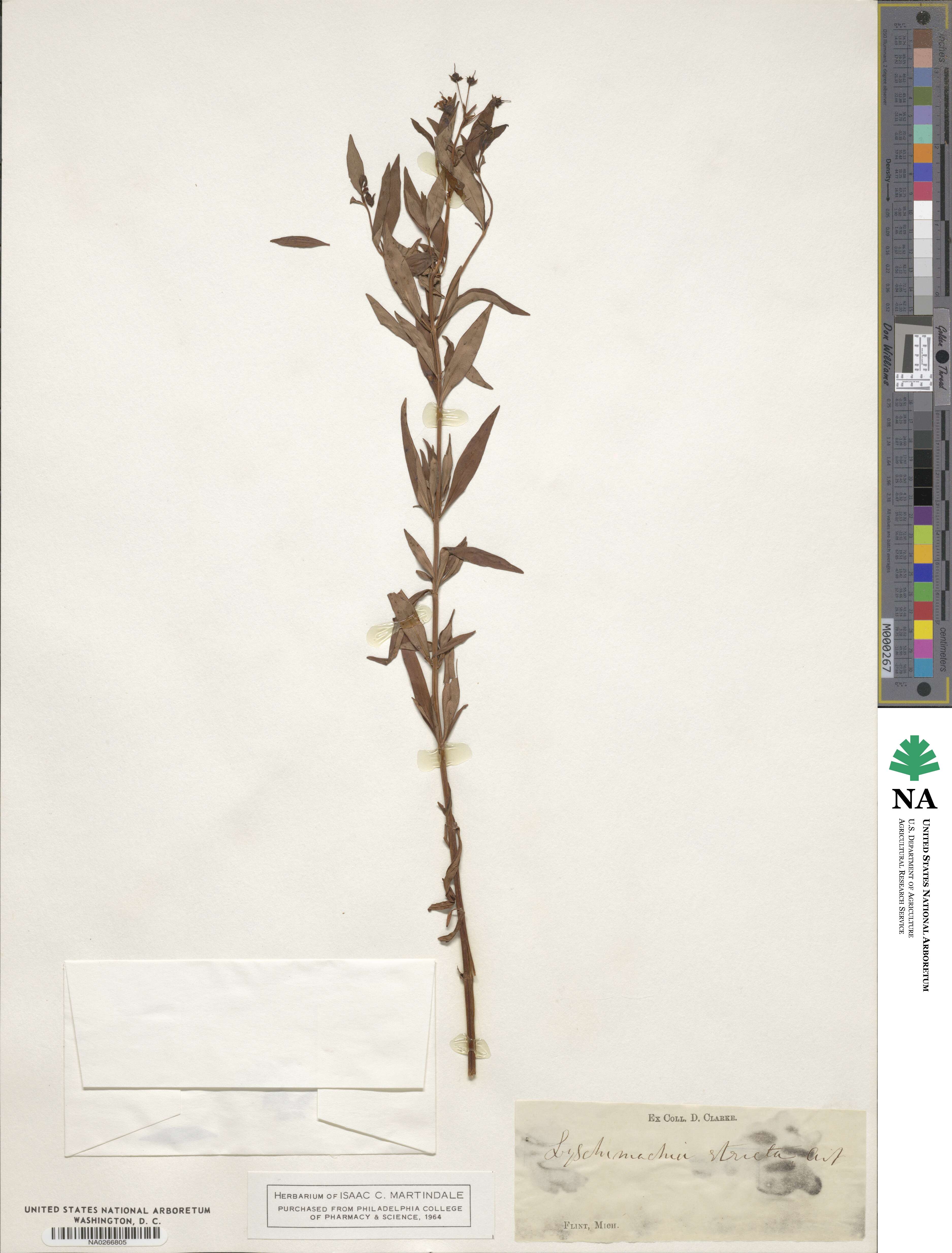 Lysimachia terrestris image