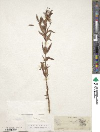 Lysimachia terrestris image