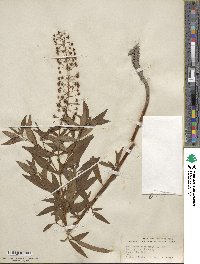 Lysimachia terrestris image