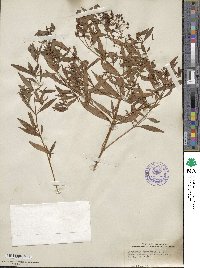 Lysimachia terrestris image